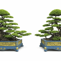 đôi trực huyền ôm đá