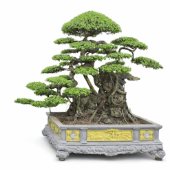 trực huyền ôm đá