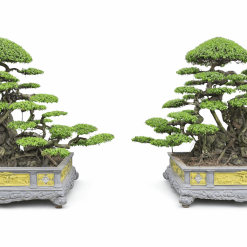 trực huyền ôm đá