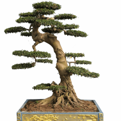 tùng nghênh khách